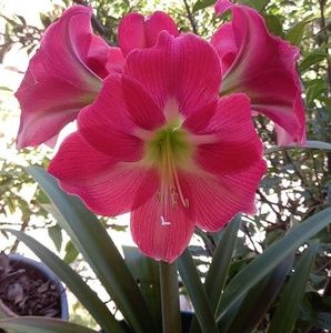 Meet your Posher, Guadalupe